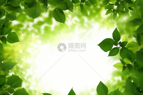 绿叶间的阳光图片