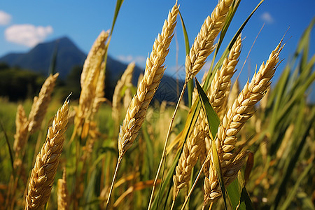 茁壮生长的金色稻田背景图片