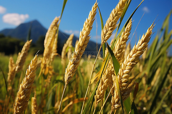 茁壮生长的金色稻田图片