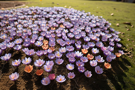 春季公园的紫色鲜花海图片