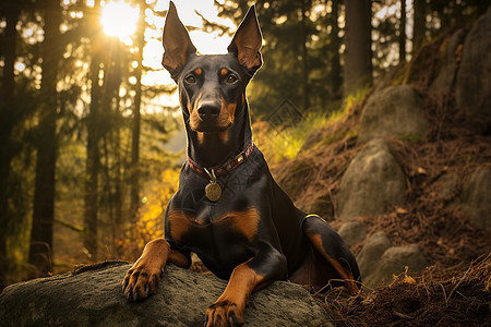 森林中日落时的宠物狗背景图片