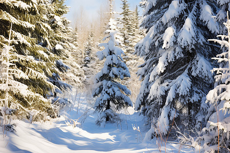 白雪皑皑背景图片