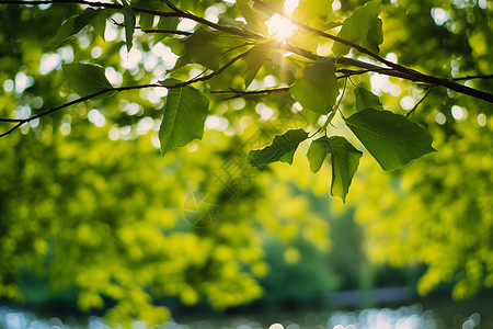 夏季穿透树叶的阳光背景图片