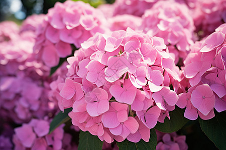夏季绽放的粉色绣球花图片