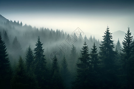 清晨雾气弥漫的树林图片