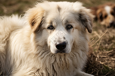 农场养殖的牧羊犬图片