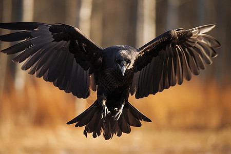 树林中展翅的乌鸦背景图片