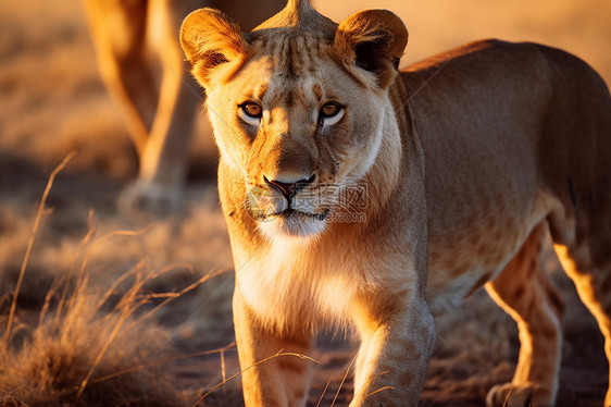 非洲草原上威猛的母狮图片