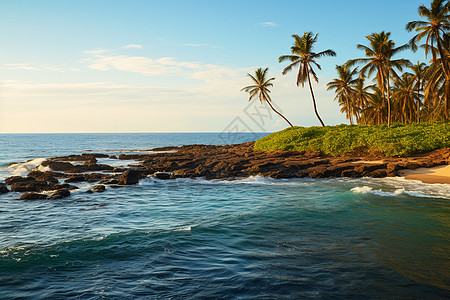 热带海岛上的棕榈树图片