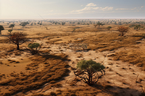 荒漠中生长的树林图片
