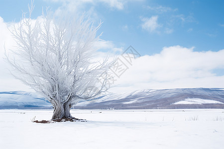 冬季白雪皑皑的平原景观图片