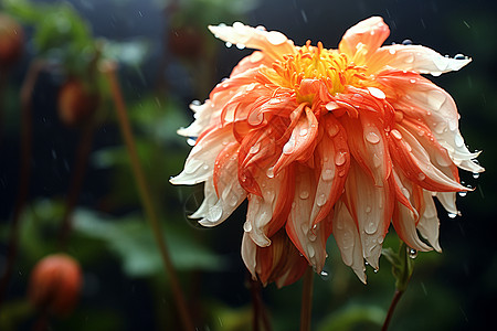 雨中颜色艳丽的菊花高清图片