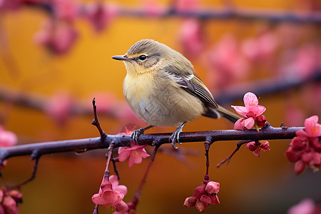 花枝上的小鸟特写镜头图片