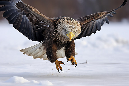 正在捕猎狩猎的雄鹰背景图片