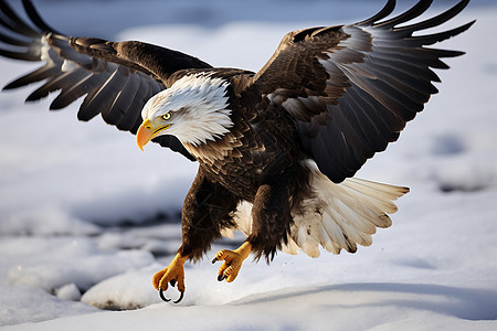 冬季中展翅翱翔的雄鹰图片