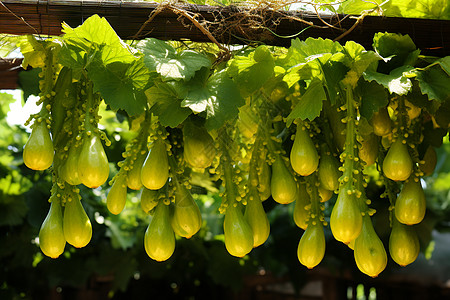 乡村农业种植的西葫芦图片