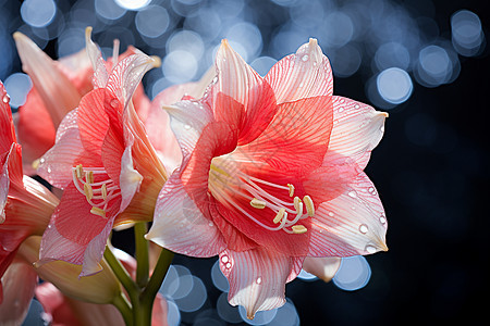 美丽的粉色牡丹花花朵图片
