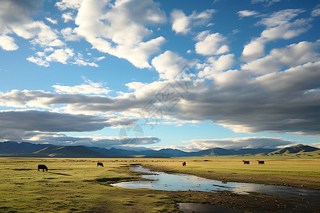 牧民放牛蒙古草原上的牛群图片