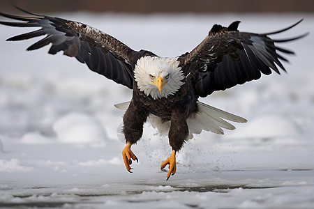 冰雪原野中展翅飞翔的雄鹰图片