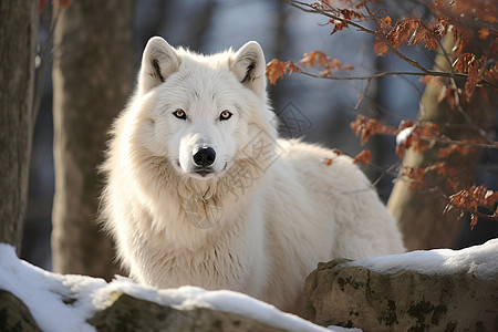 冬季森林中的孤狼图片