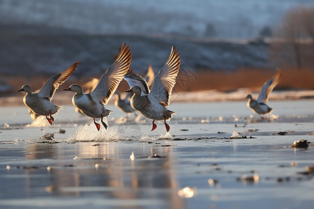 冰上的鸟群图片