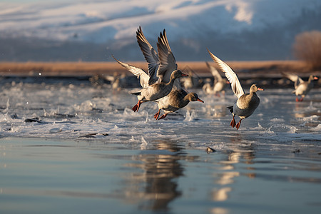 冰冻湖泊上的野生鸟群图片