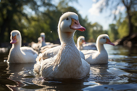 清澈河水中的鸭群背景图片