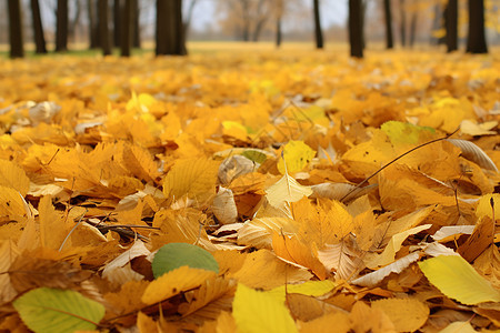 秋日的金黄落叶景观图片