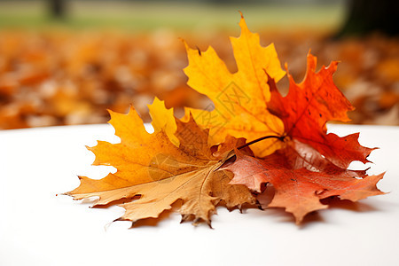 秋意浓浓的落叶背景图片