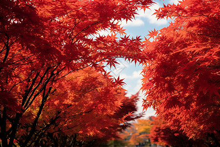 秋季公园枫树的美丽景观图片