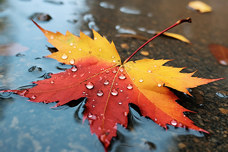 雨天赛车秋雨中的落叶背景