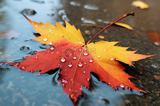 秋雨中的落叶图片