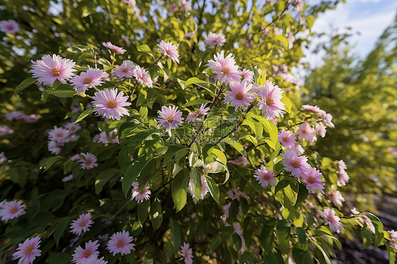 夏季花园中绽放的美丽花朵图片