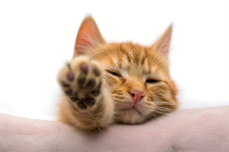 可爱睡猫图片