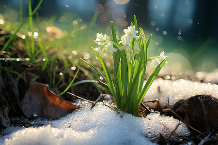 雪地绽放的植物图片