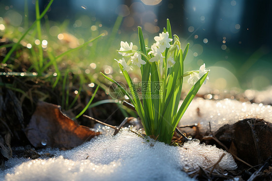 雪地绽放的植物图片