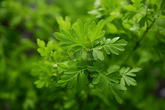 清新绿意植物图片