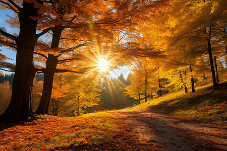秋日金色的森林小径图片
