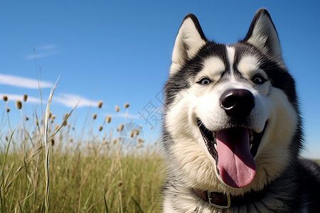 可爱的哈士奇犬图片