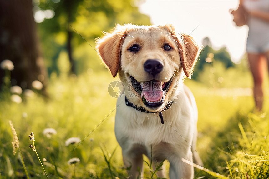 快乐的小狗在户外草地上图片