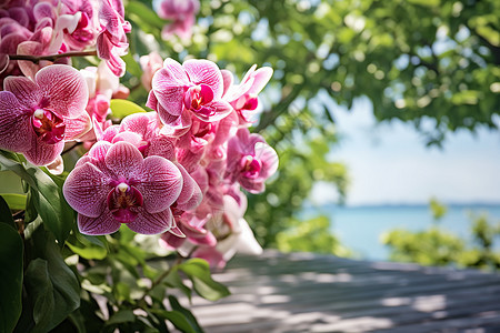 鲜花盛开的夏季图片