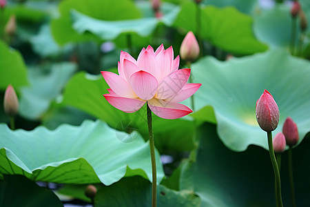 静谧的莲花湖背景图片