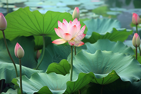莲花盛开在水塘中图片