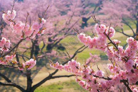 桃花盛放的小树林背景图片
