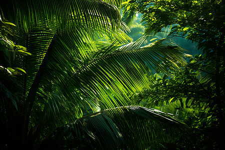 翠绿茂盛的热带雨林图片