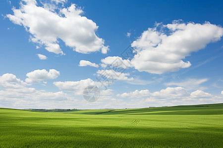 蓝天白云下的绿草牧场背景图片