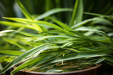 绿叶盆栽植物图片