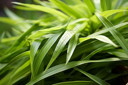 青绿的植物图片