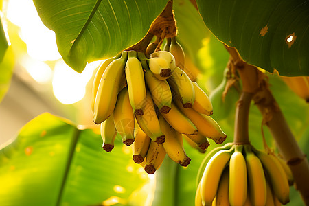 果园的香蕉图片
