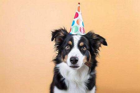 欢乐派对中的狗狗背景图片